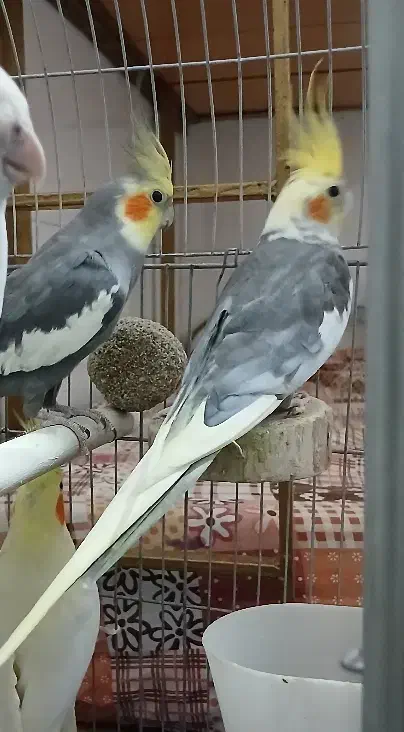 پرنده عروس|پرنده|قم, شهر قائم|دیوار