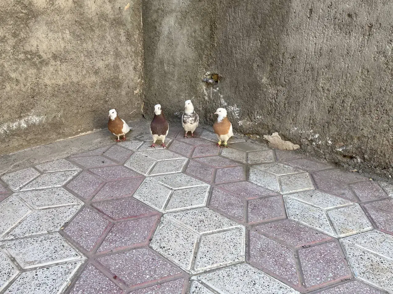 کفترطوقی|پرنده|مشهد, تلگرد|دیوار