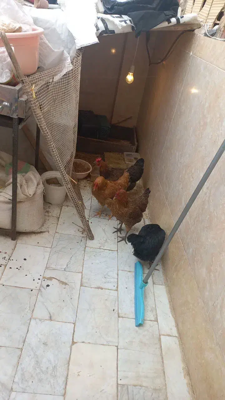 مرغ|حیوانات مزرعه|قم, سراجه (۱۵ خرداد)|دیوار