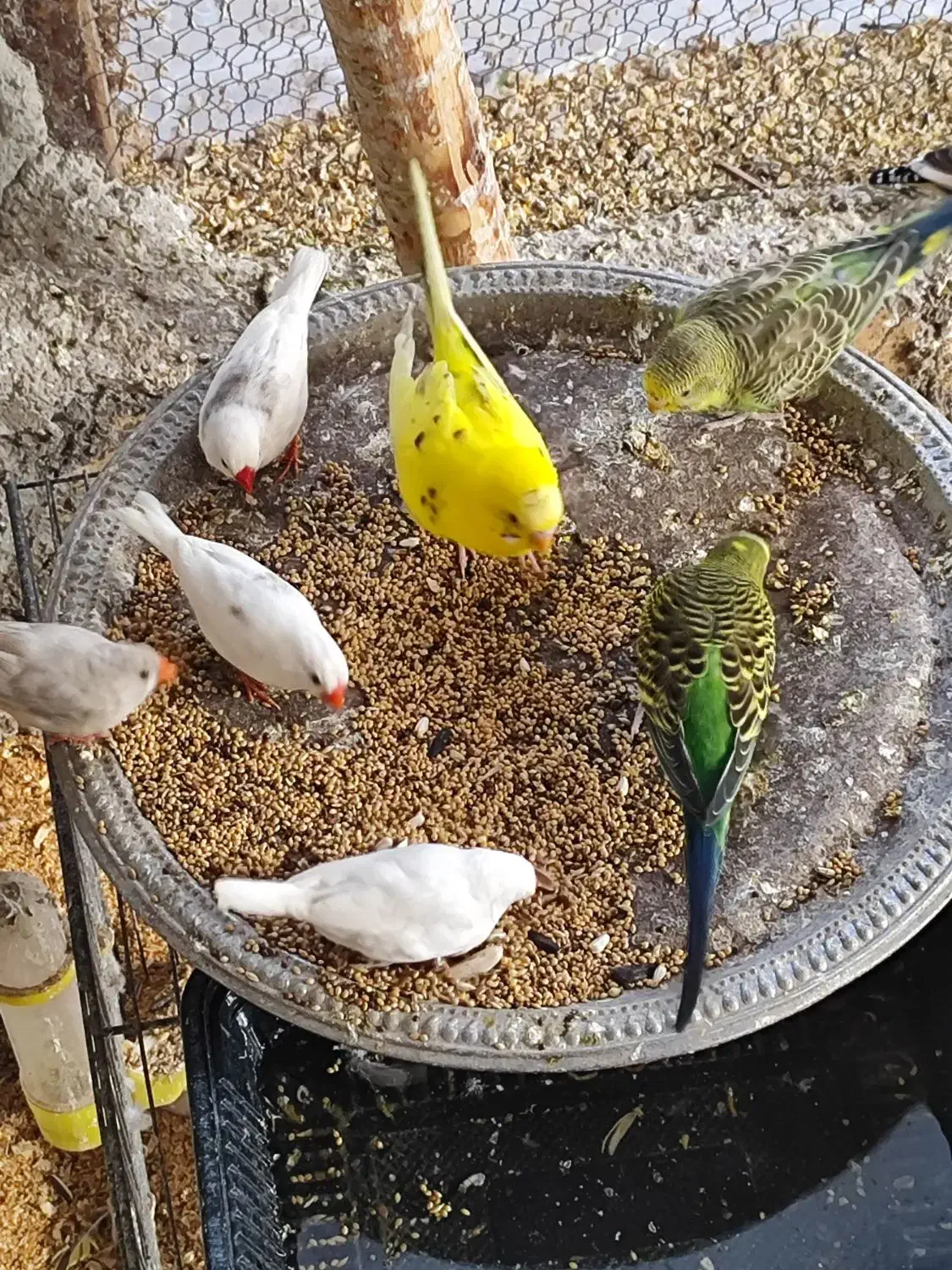 مرغ عشق عروس هلندی و فنچ|پرنده|فیروزکوه, |دیوار