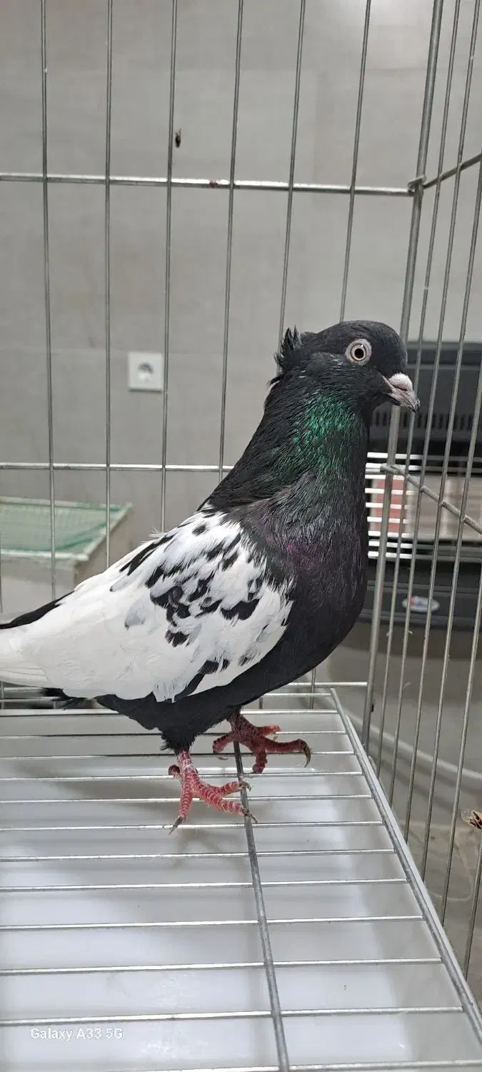 کبوتر رنگی|پرنده|آمل, |دیوار