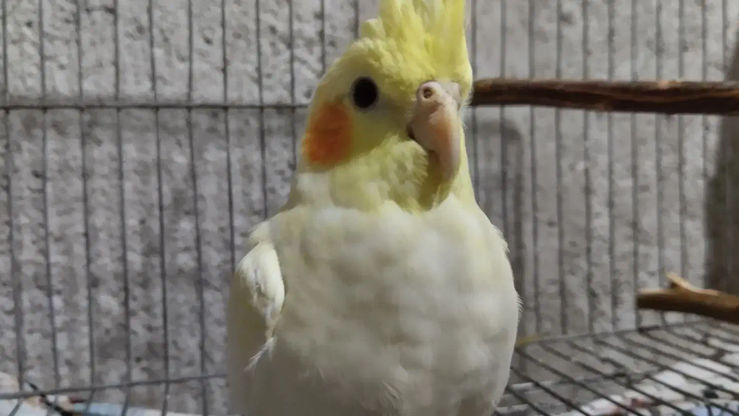 عروس هلندی ماده۳ماهه معاوضه و فروش|پرنده|جهرم, |دیوار