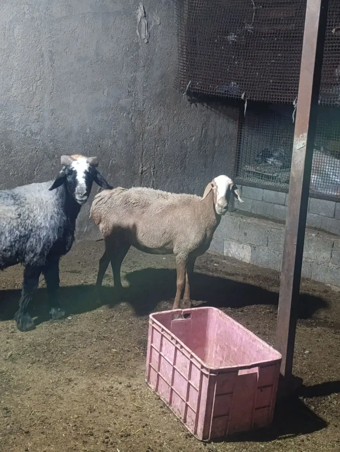 قوچ و میش|حیوانات مزرعه|چغادک, |دیوار