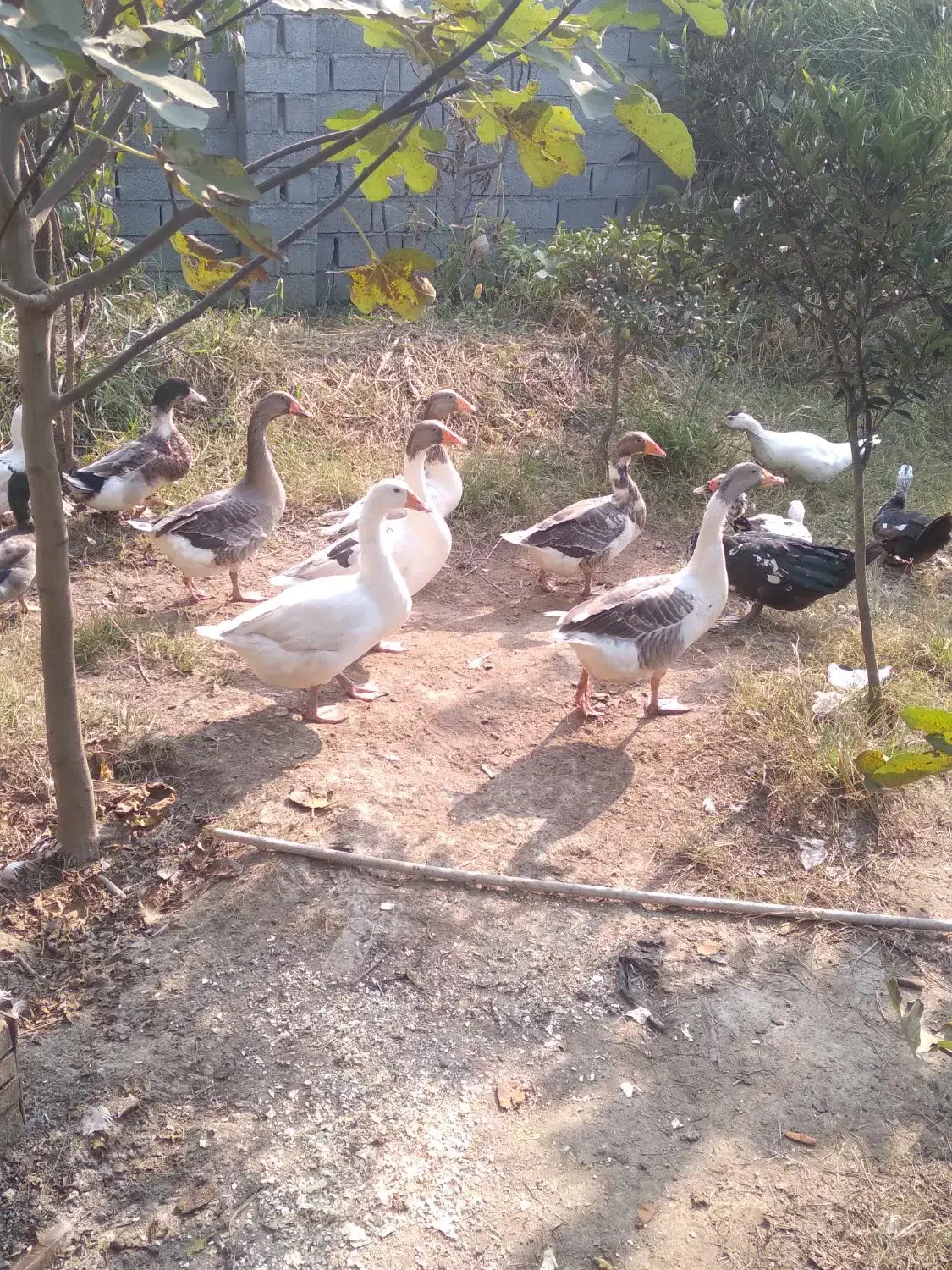 یکجا داده میشود|حیوانات مزرعه|آمل, |دیوار