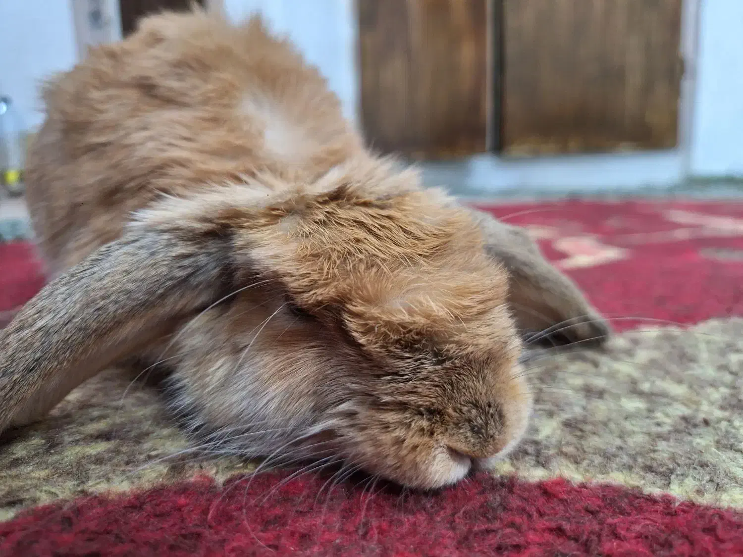 خرگوش لوپ مهربون|موش و خرگوش|مشهد, ابوذر|دیوار