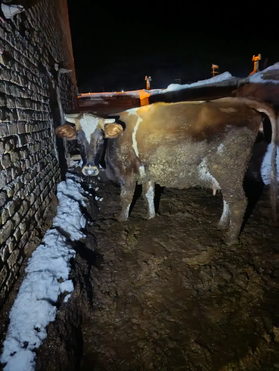 فروشی|حیوانات مزرعه|کدکن, |دیوار