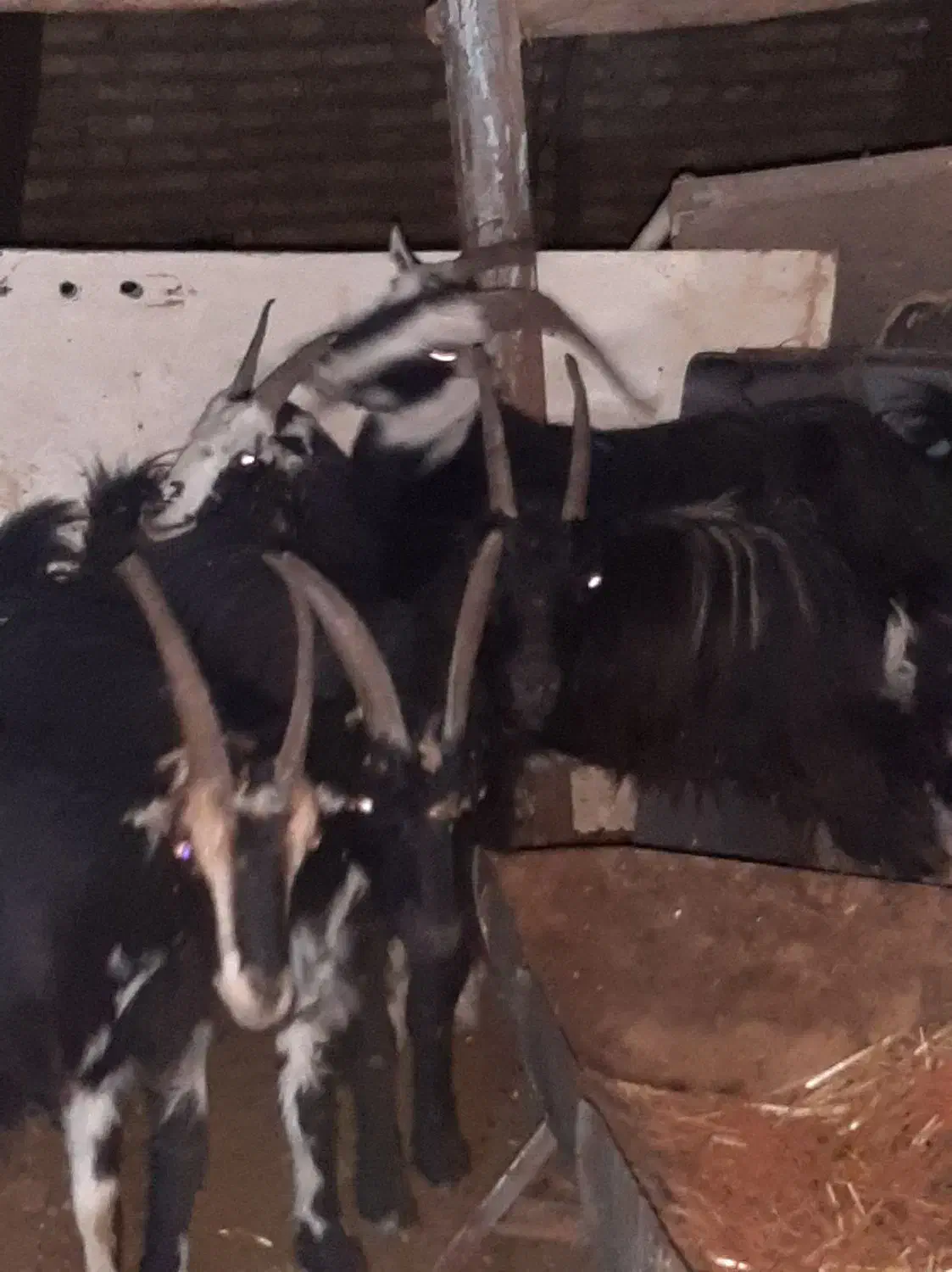 16راس بز خلج ابستن. میش. بره. بزغاله|حیوانات مزرعه|خاوران, |دیوار