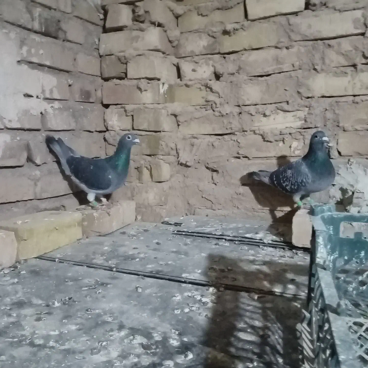 کفتر|پرنده|مشهد, کوشش|دیوار