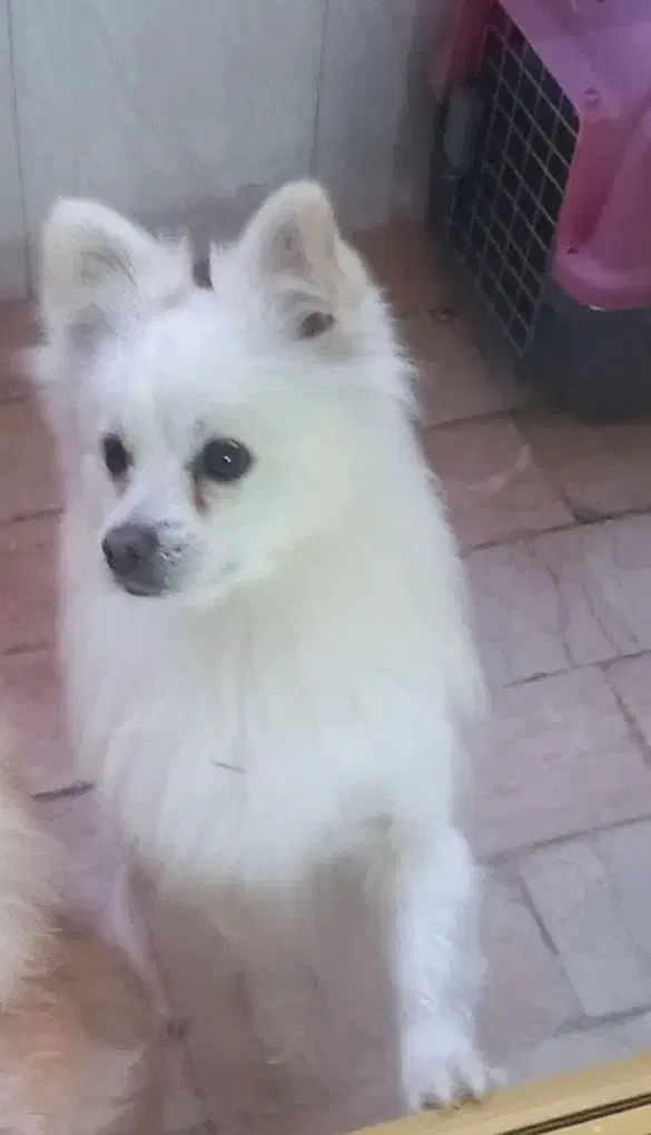 سگ نر پامرین اصل|سگ|نجف‌آباد, ویلاشهر|دیوار