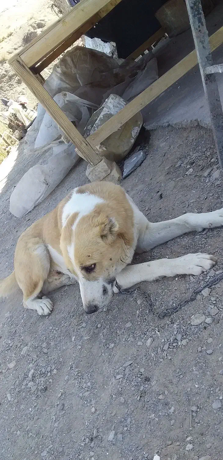 سگ گلگی به فروش میرسه|سگ|شوسف, |دیوار