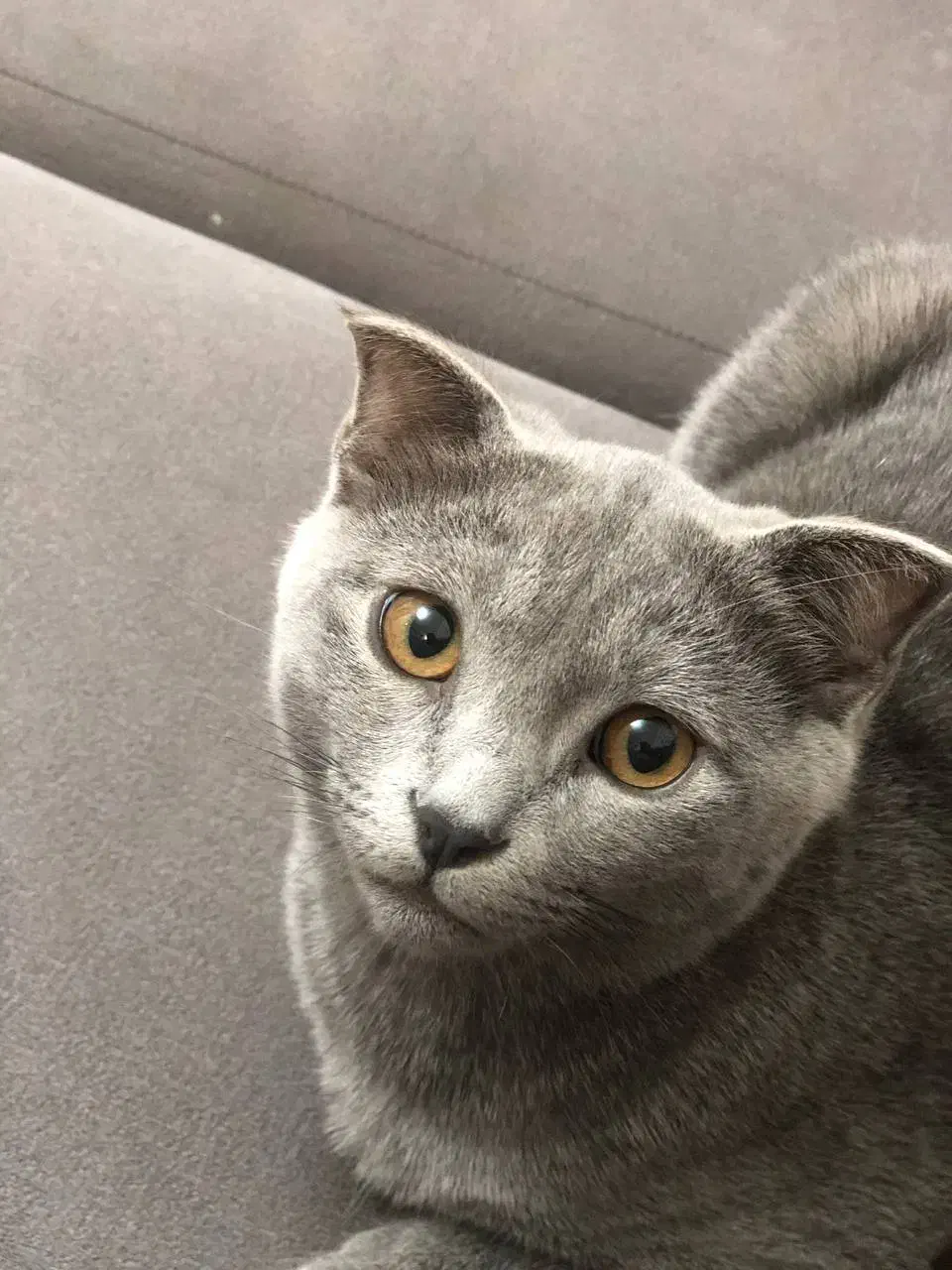 گربه اسکاتیش|گربه|گلبهار, شهر جدید گلبهار|دیوار