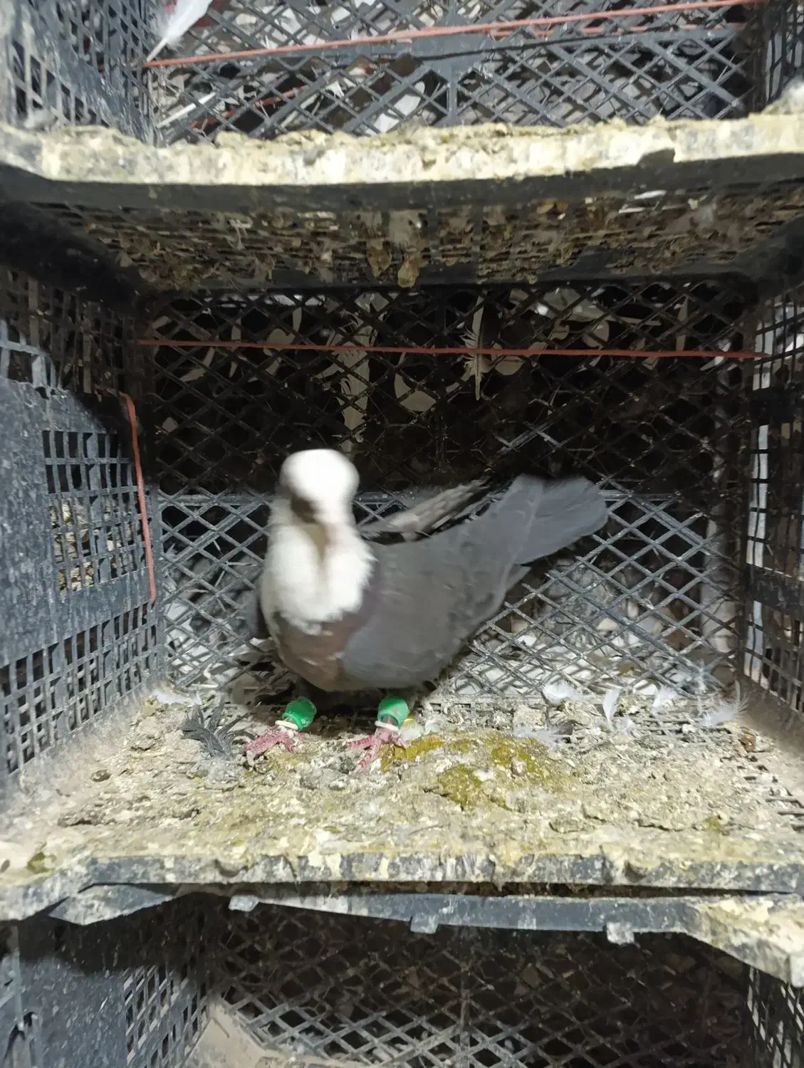 سه عده سر سفیده|پرنده|دشتابی, |دیوار