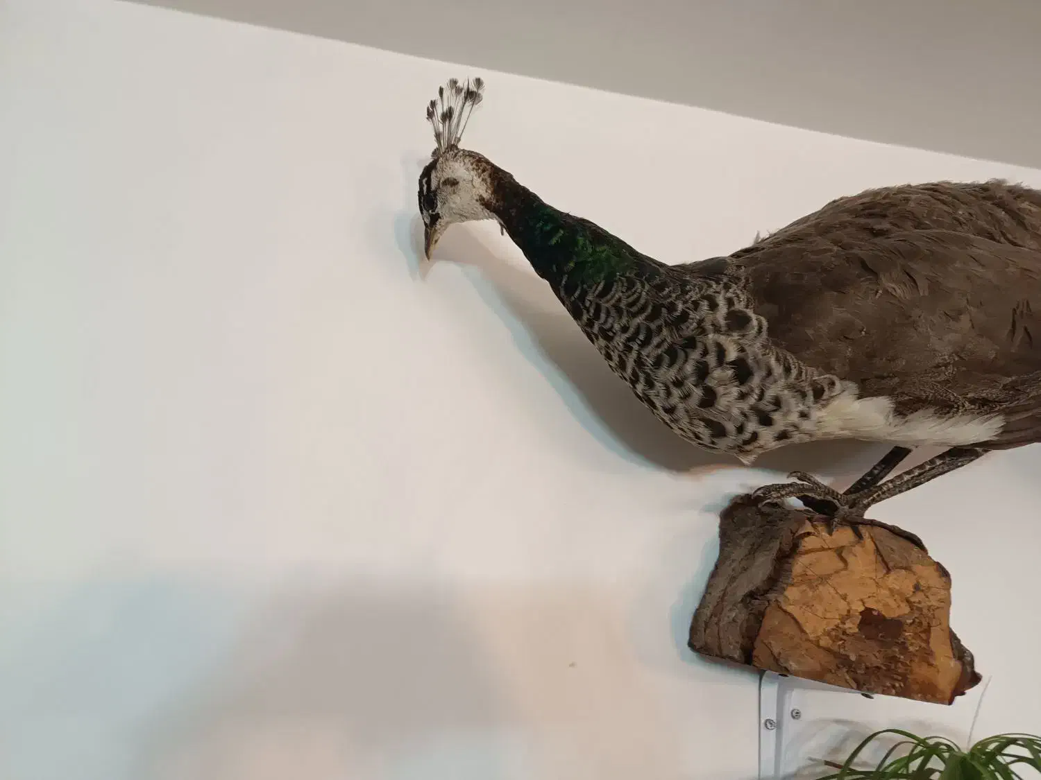 طاووس و پرنده خشکل تاکسدرمی|صنایع دستی و سایر لوازم تزئینی|اردبیل, |دیوار