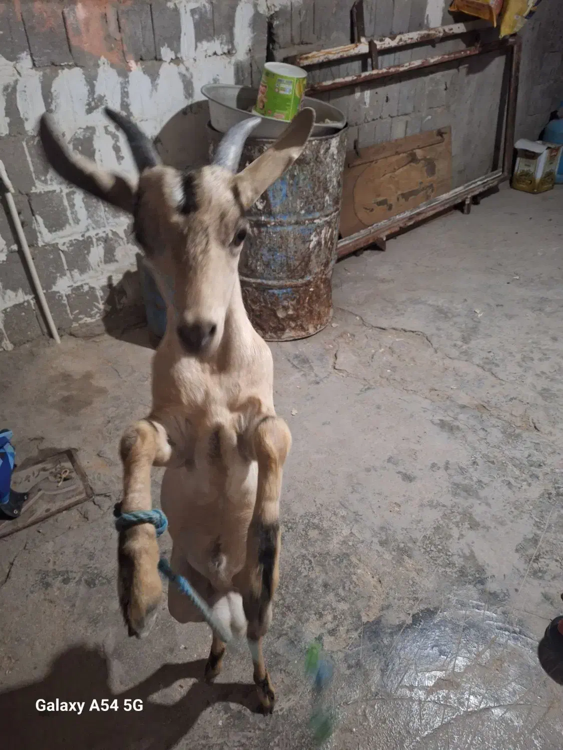 نری|حیوانات مزرعه|قشم, |دیوار