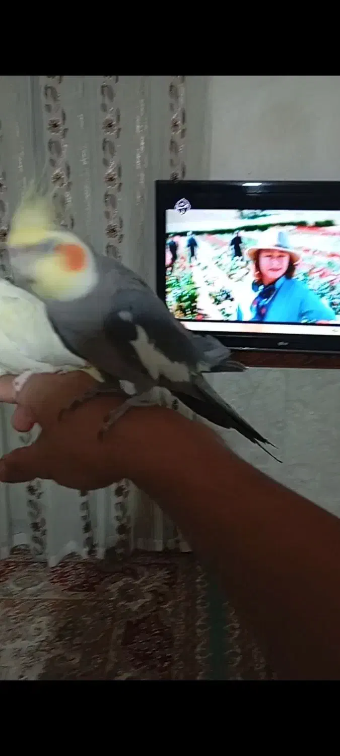 عروس هلندی مولد|پرنده|نورآباد, |دیوار