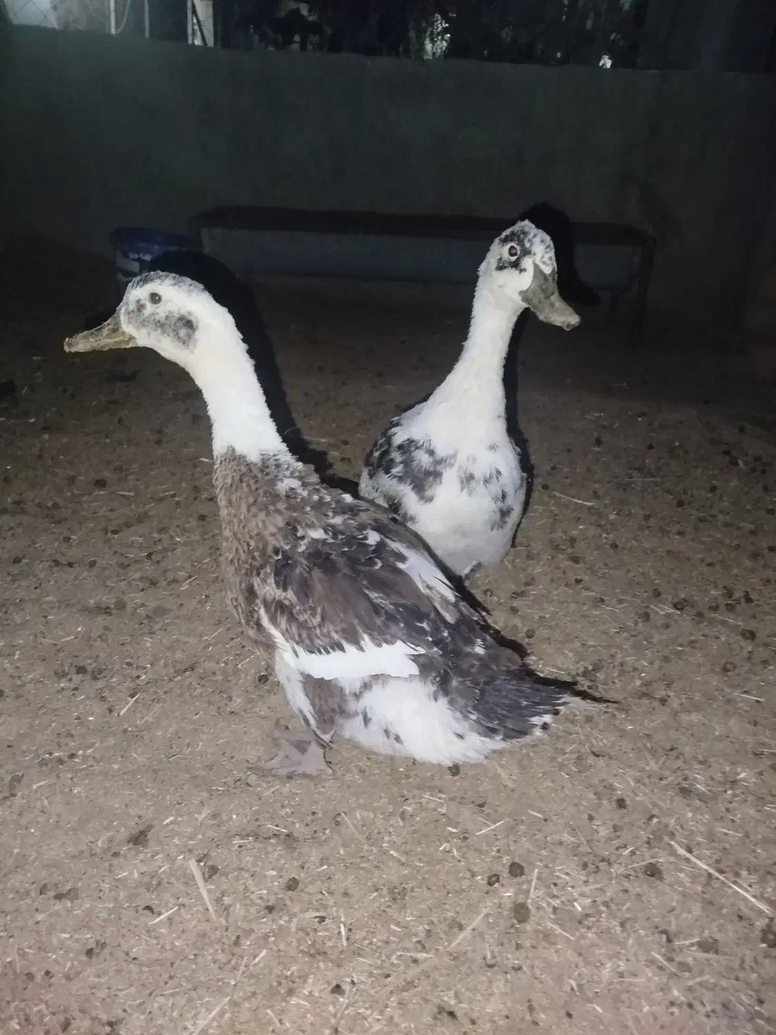 بوقلمون،اردک، جوجه خروس|حیوانات مزرعه|آبیک, |دیوار