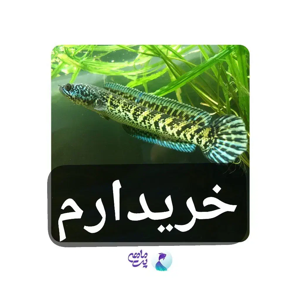 چانا|ماهی|اهواز, زندوکیلی|دیوار