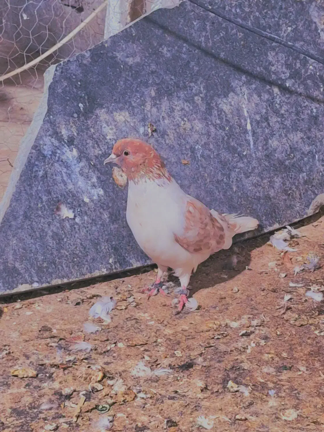 کبوتر کاشانی پرشی|حیوانات|ایرانشهر, |دیوار