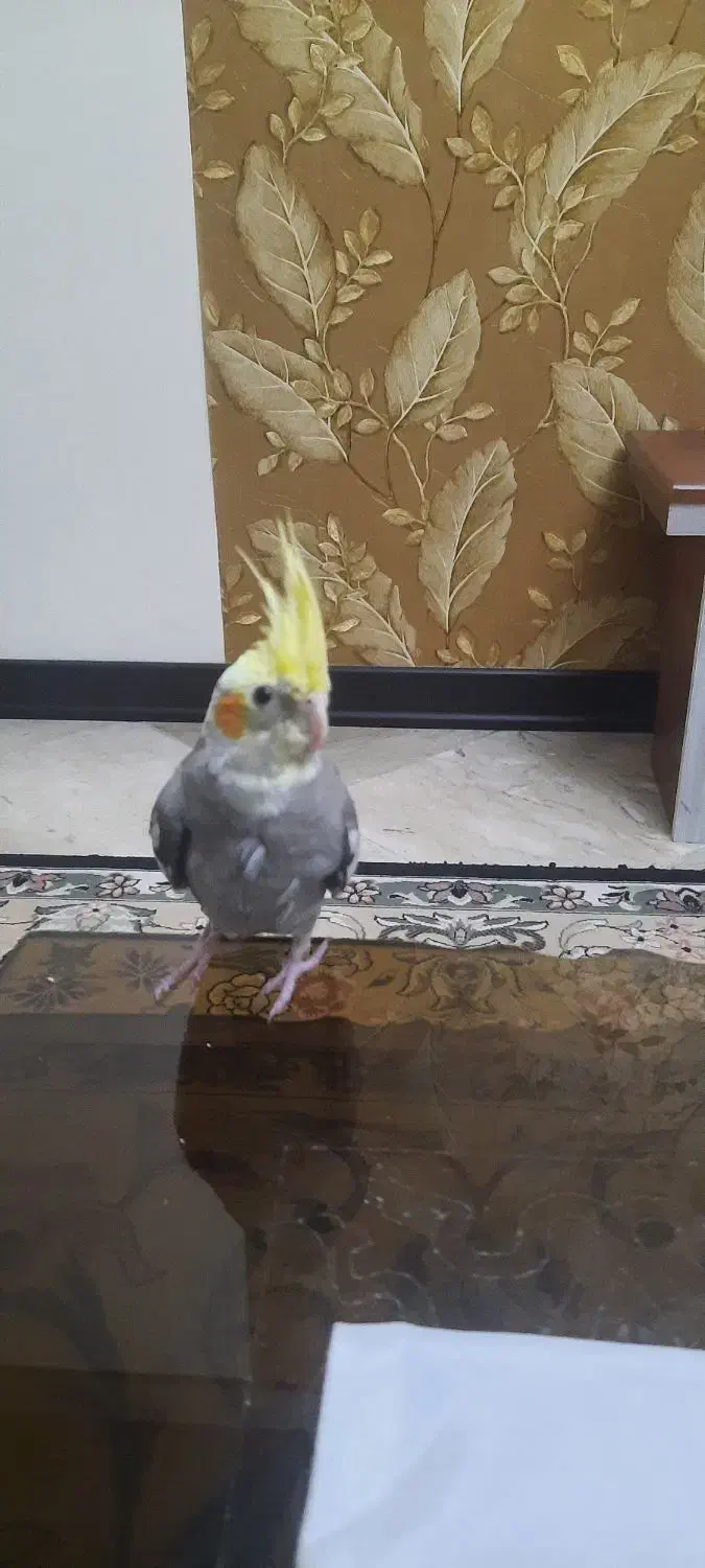 عروس هلندی ۲ماهه دونخور رام|پرنده|تهران, ائمه اطهار|دیوار