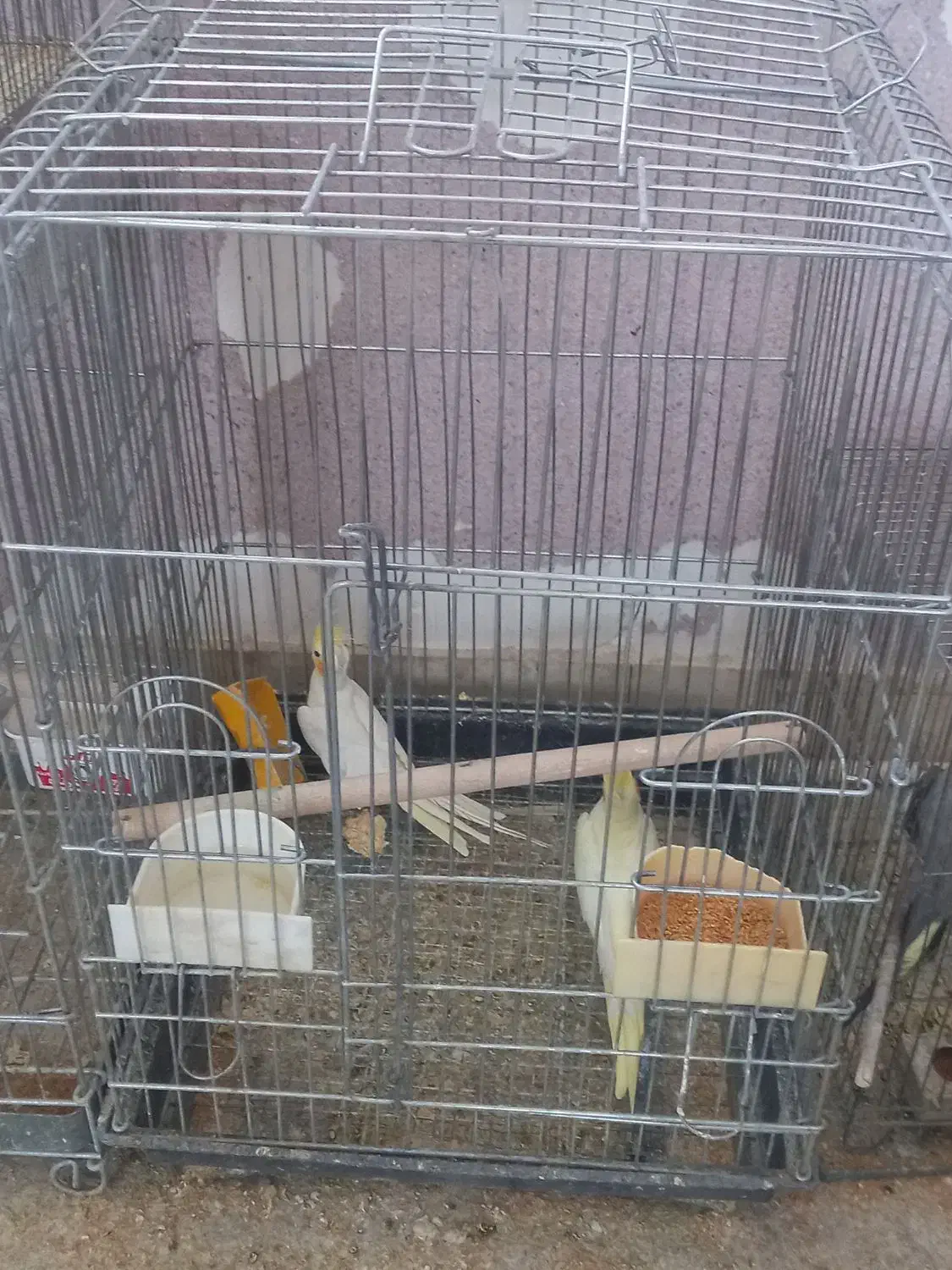 فروش عروس هلندی|پرنده|یزد, |دیوار