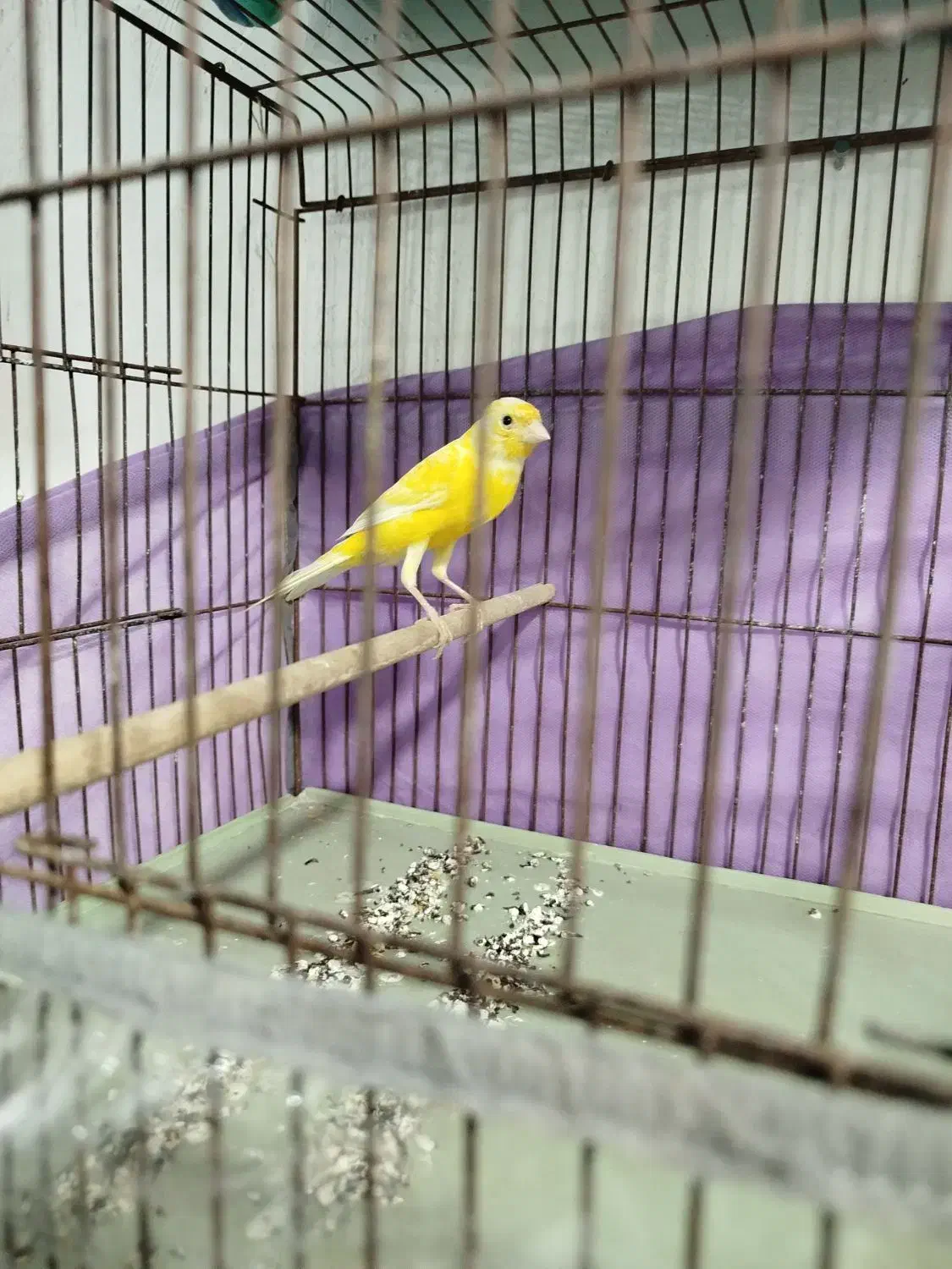 فروش قناری|پرنده|برازجان, |دیوار