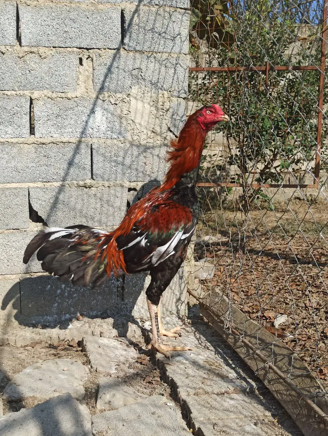 خروس لاری|حیوانات مزرعه|بابلسر, |دیوار