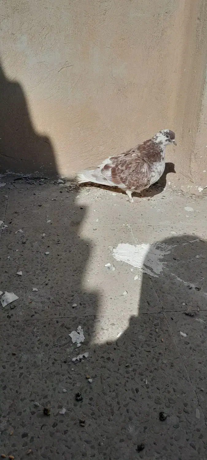 کبوتر تهرانی معاوزه با کبوتر شهرستانی ورنگی|پرنده|پاکدشت, پاکدشت (مامازند)|دیوار