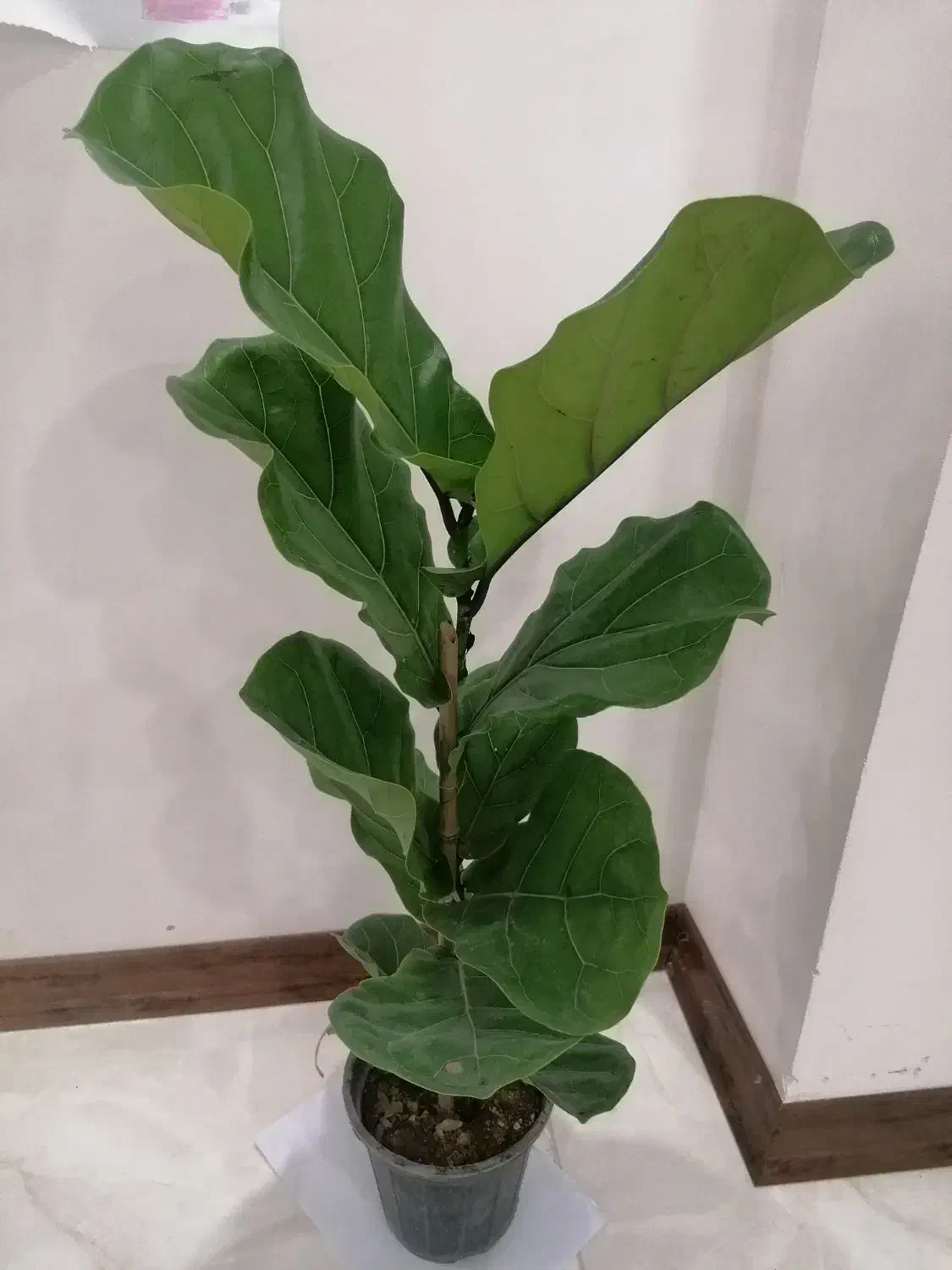 فیکوس لیراتا|گل و گیاه طبیعی|ارومیه, |دیوار