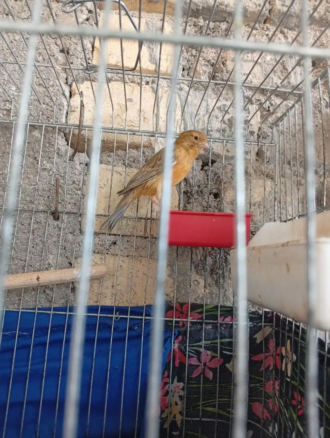 قناری ماده|پرنده|شیراز, شهرک قمشه|دیوار