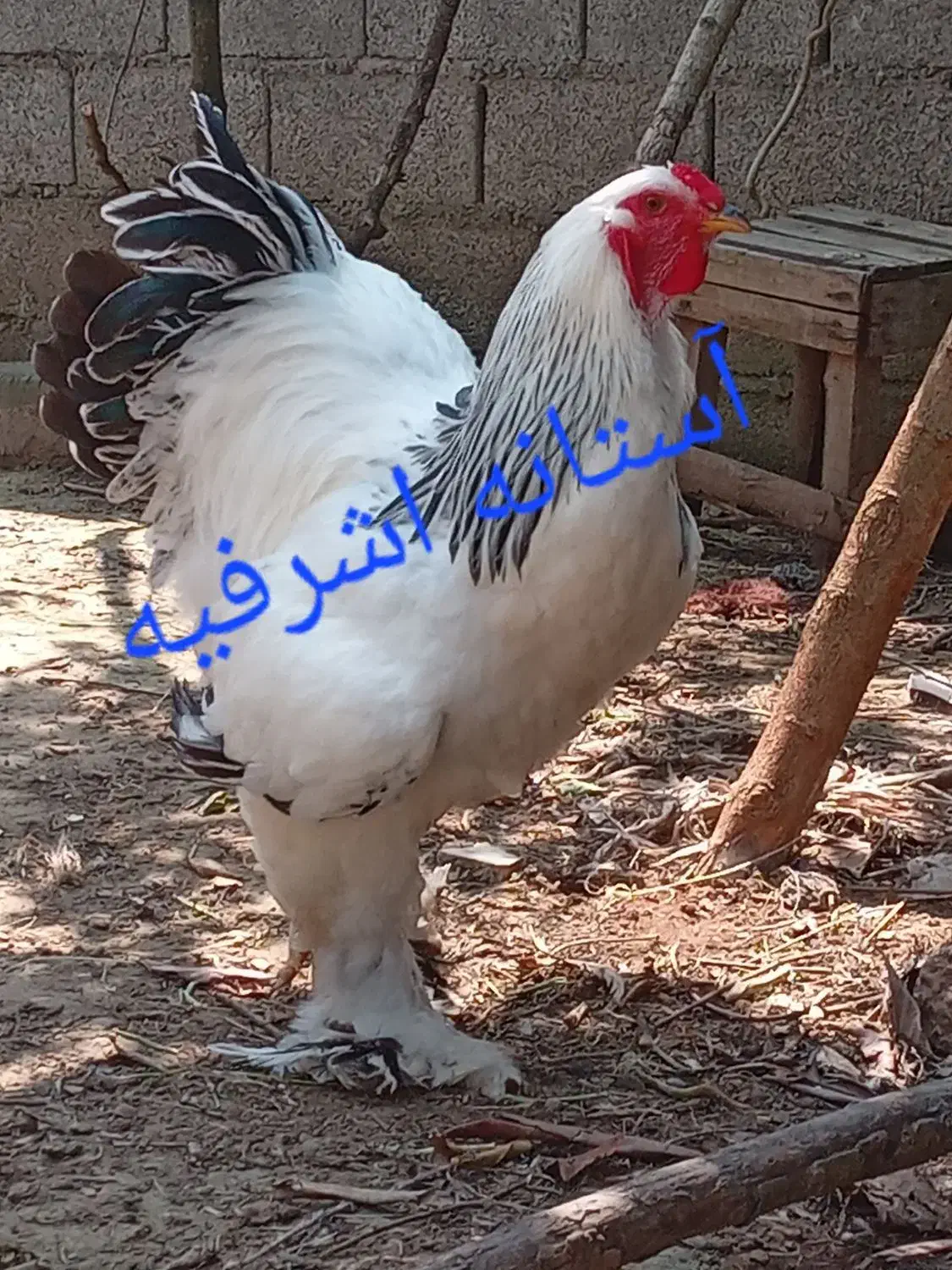 تخم برهما لایت اصیل|حیوانات مزرعه|رشت, اسماعیل آباد|دیوار