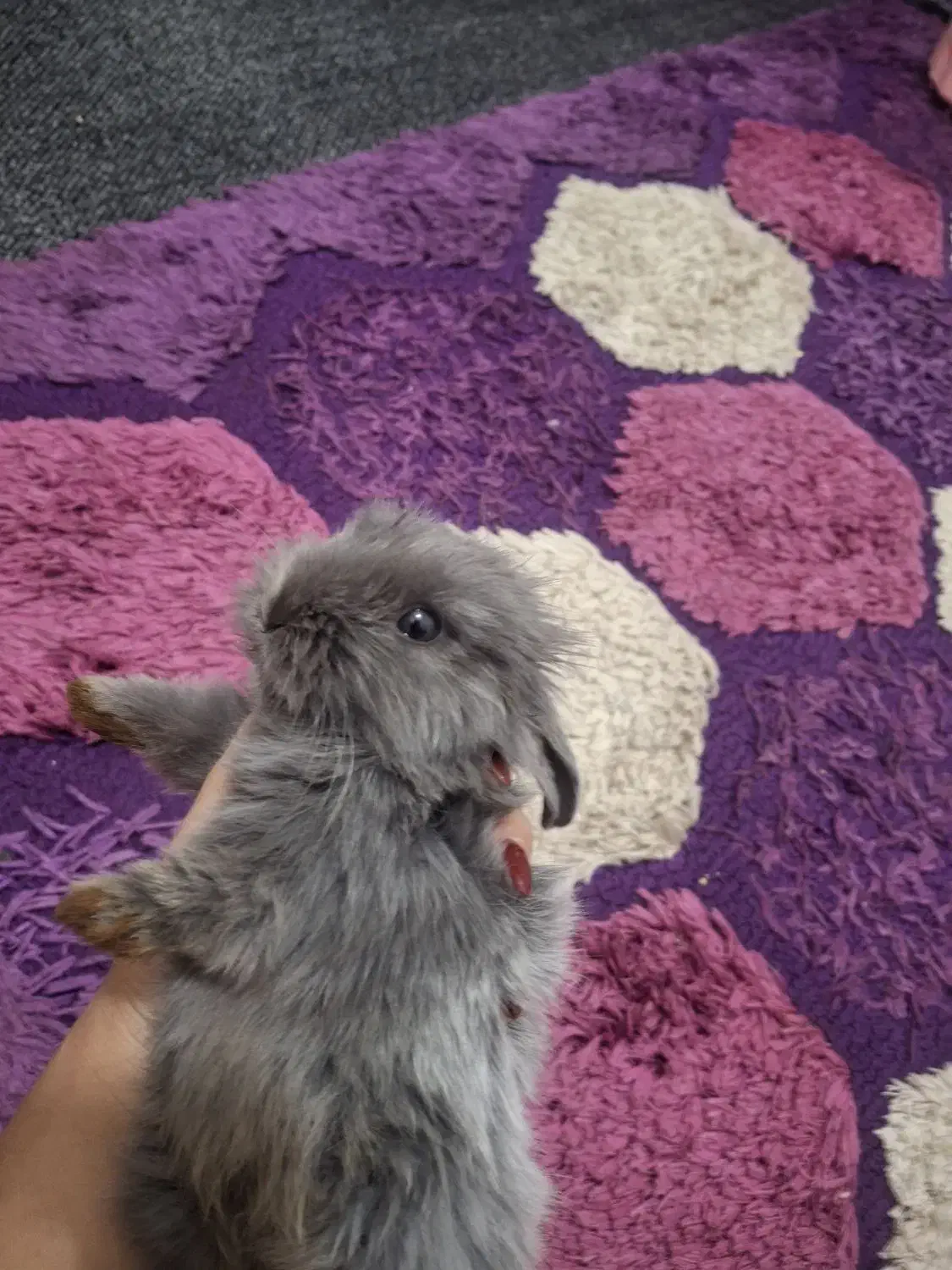 حیوانات خانگی|موش و خرگوش|مبارکه, |دیوار