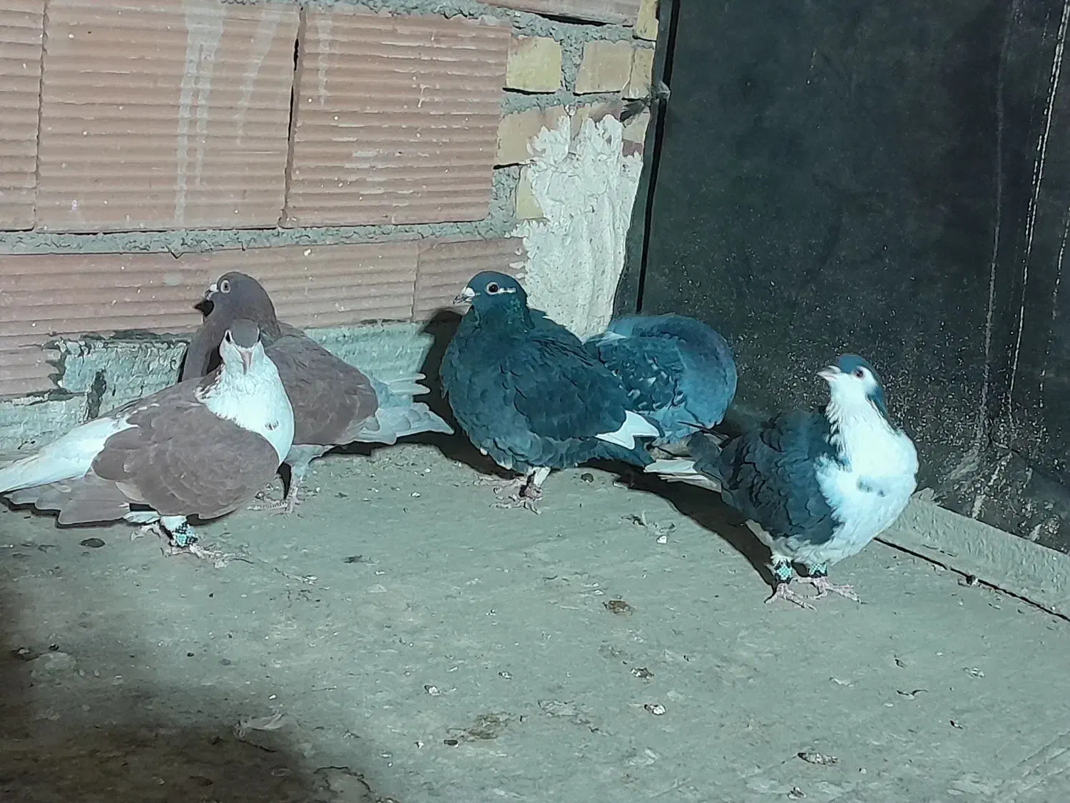 کبوتر رنگی|پرنده|پاکدشت, پاکدشت (مامازند)|دیوار