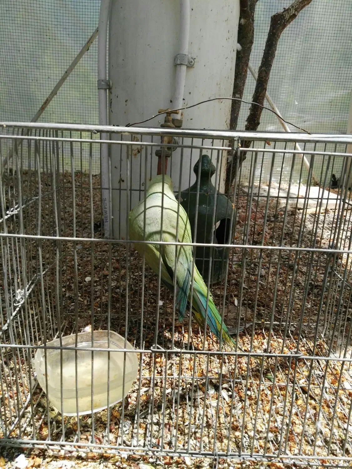 طوطی کوتوله برزیلی مولد ملنگو جفت وتکی|پرنده|خمینیشهر, |دیوار