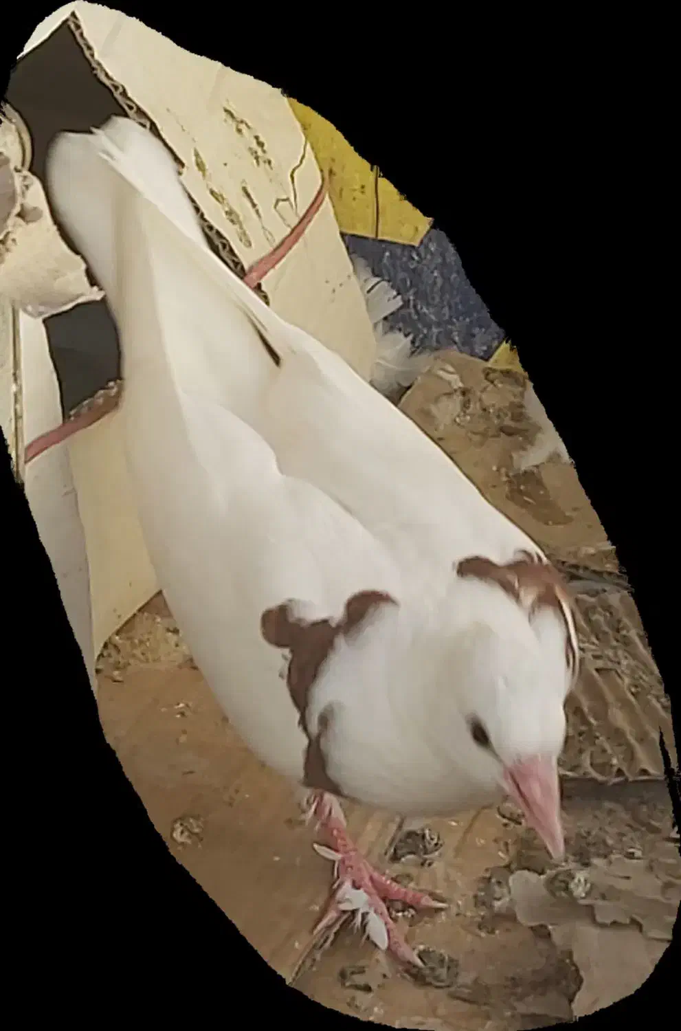 کفتر کبوتر طوق دمگیر|پرنده|اصفهان, مشکین|دیوار