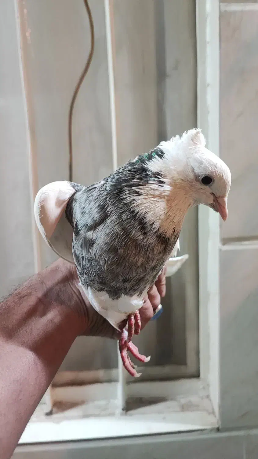 طوقی|پرنده|قم, انسجام|دیوار