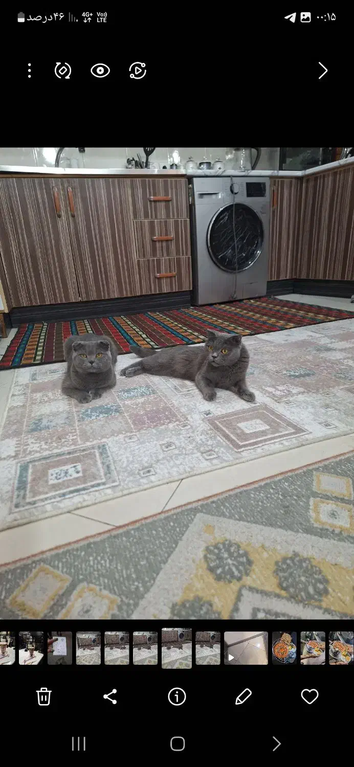 واگذاری گربه نر و ماده اسکاتیش بلو|گربه|محمدشهر, محمدشهر|دیوار