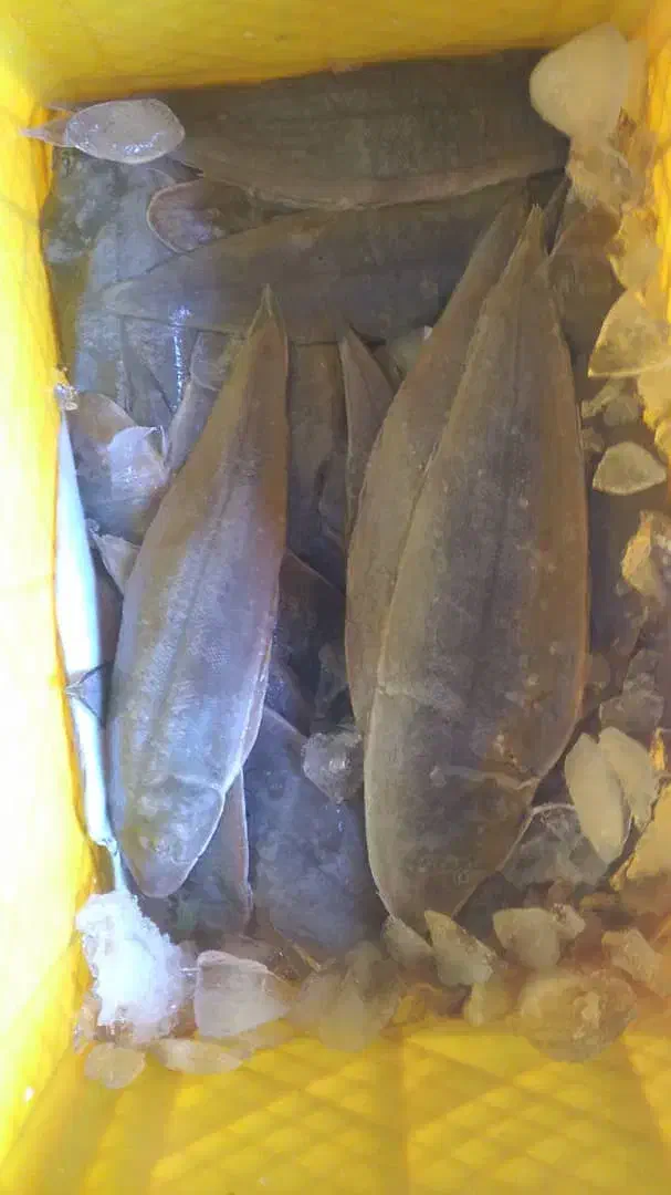 ماهی تازه جنوب|خوردنی و آشامیدنی|فولادشهر, B7|دیوار