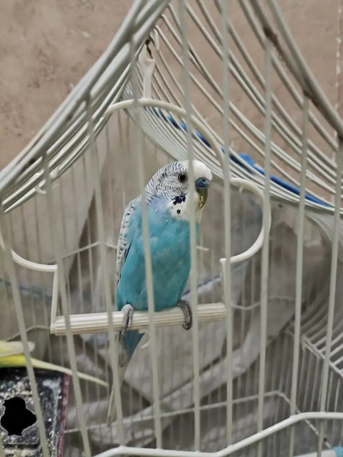 مرغ عشق نر و ماده|پرنده|اندیشه, شهرک کوثر|دیوار