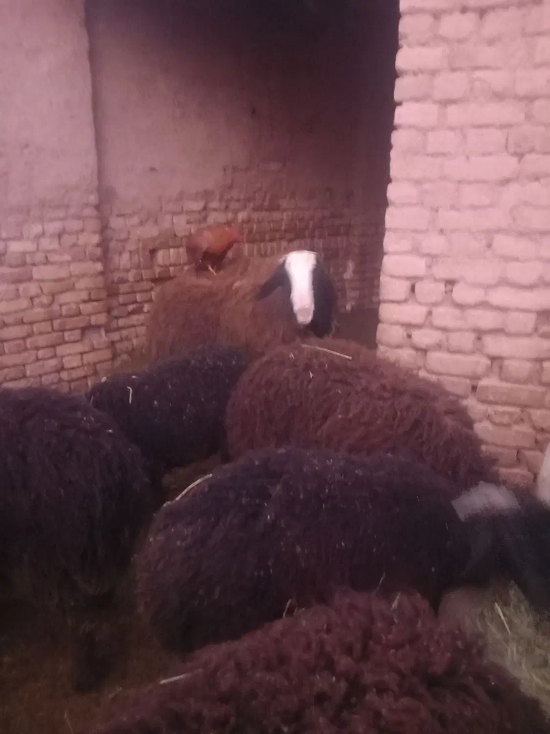 بره نر اصیل شال مناسب قوچی|حیوانات مزرعه|دشتابی, |دیوار