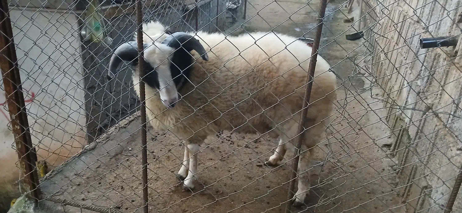 فروش گوسفند نر|حیوانات مزرعه|توتکابن, |دیوار