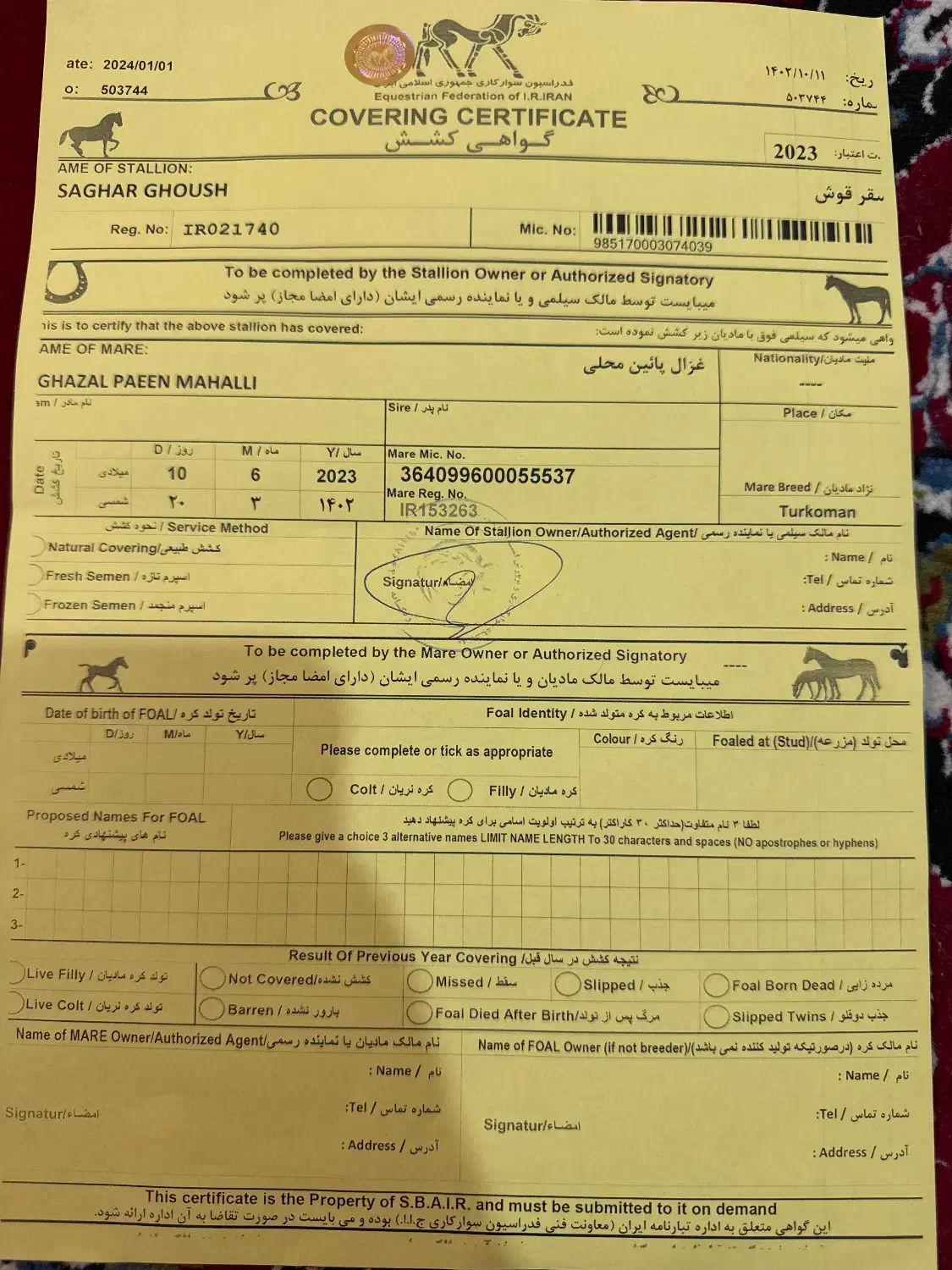 فروش اسب ترکمن|اسب و تجهیزات اسب‌سواری|گرگان, |دیوار