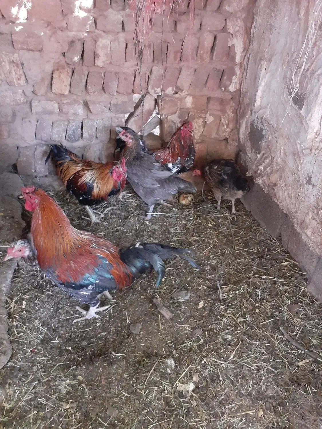 مرغ و خروس گلین بمی اصل|حیوانات مزرعه|ماهان, |دیوار