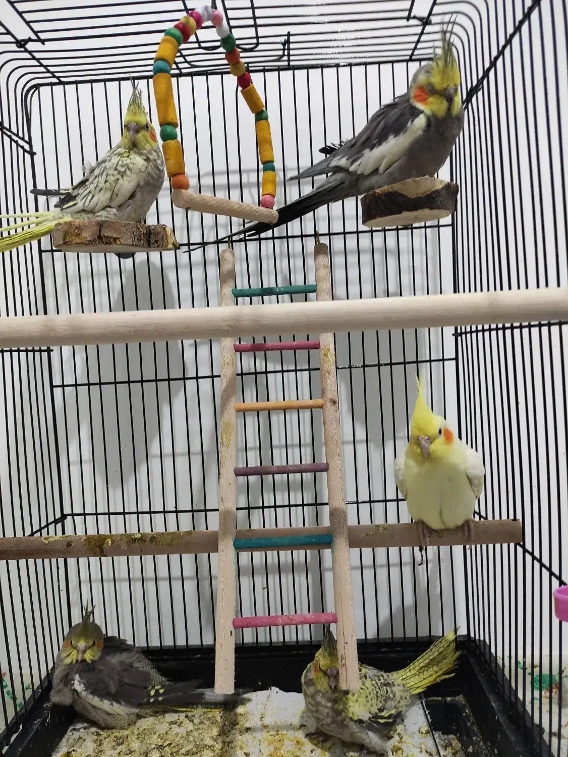 جفت عروس هلندی جوان به همراه جوجه|پرنده|شیروان (خراسان), |دیوار