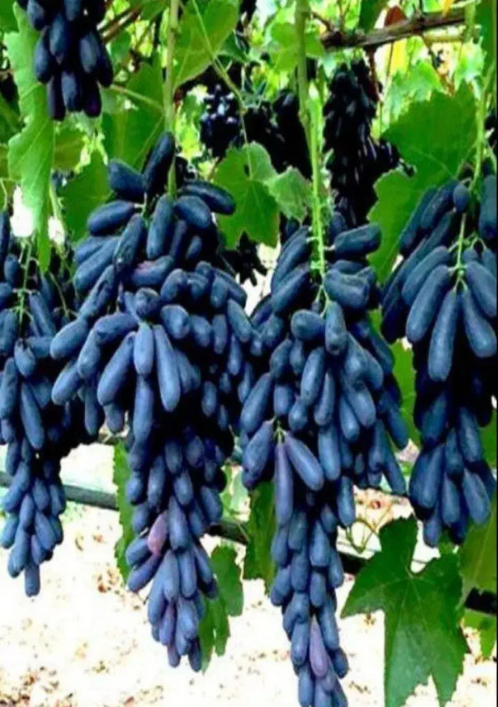 نهال انگور موندراپ|خدمات باغبانی و درختکاری|محمدیه-قزوین, |دیوار