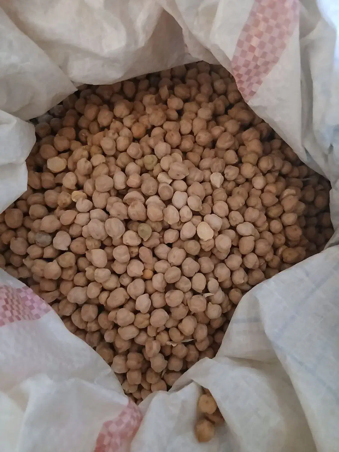 سلام نخود بذری کیلویی ۱۷۰|خوردنی و آشامیدنی|زاغه, |دیوار