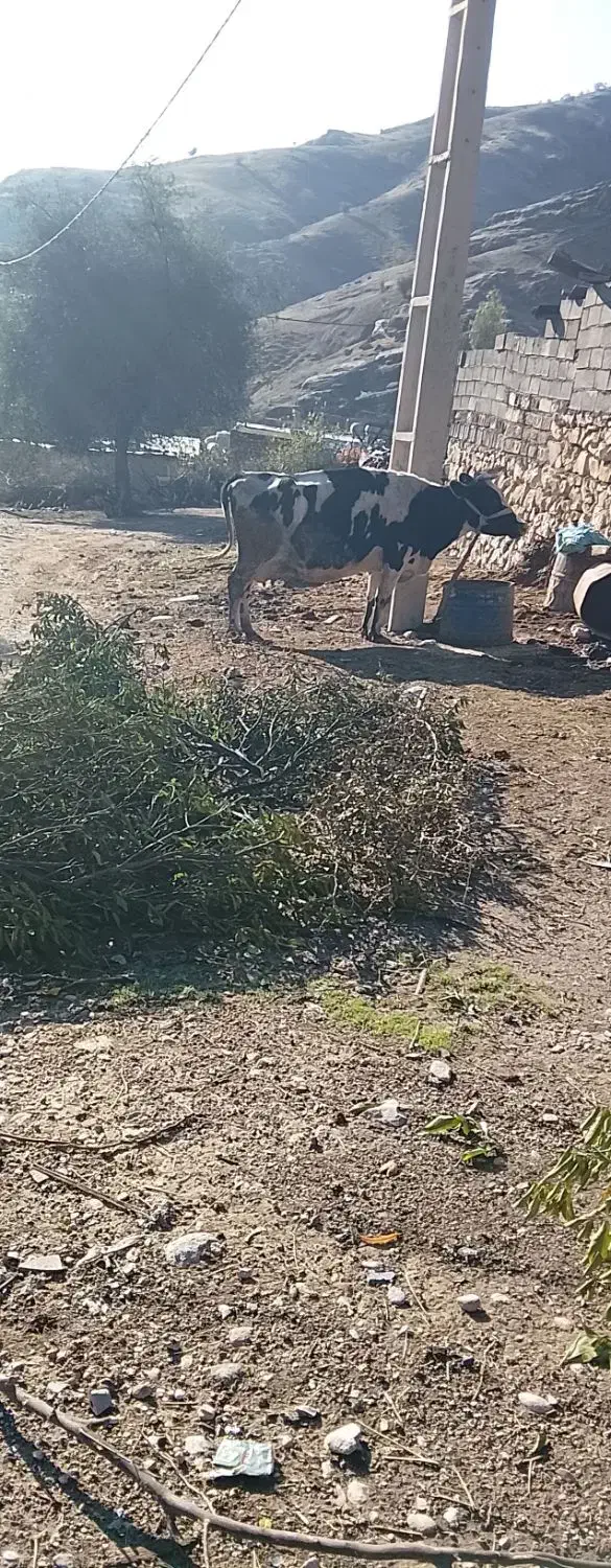 گاو نژدی بهترین نژاد|حیوانات مزرعه|دهدشت, |دیوار