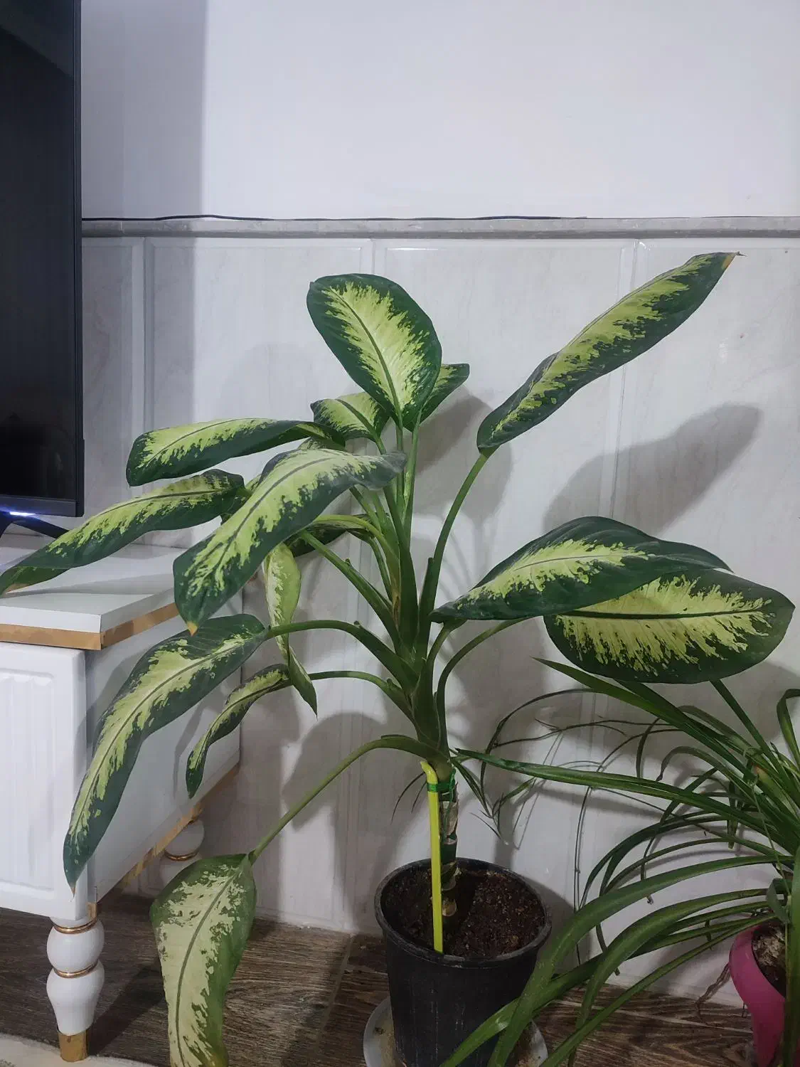 گل سرحال|گل و گیاه طبیعی|نیشابور, خط کاشمر|دیوار