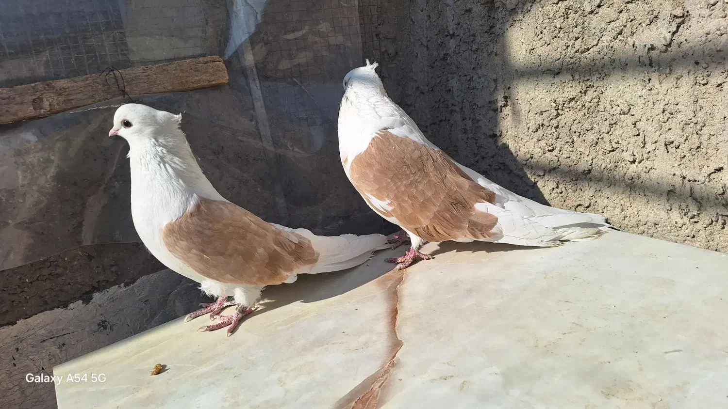 کبوتر دوکت نوک ریز|پرنده|خمینی‌شهر, |دیوار