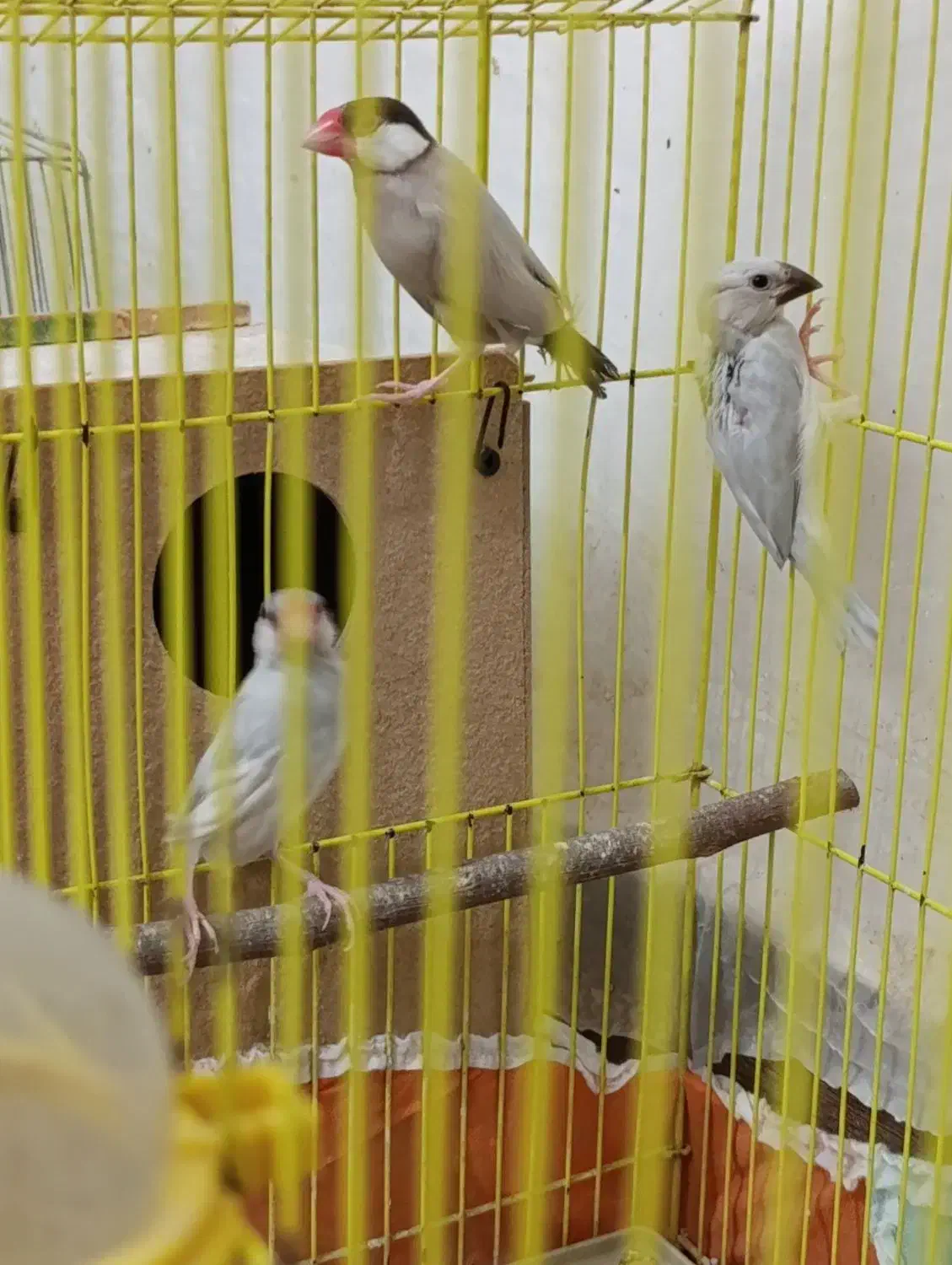 جفت فنچ نرگسی|پرنده|باوی, |دیوار