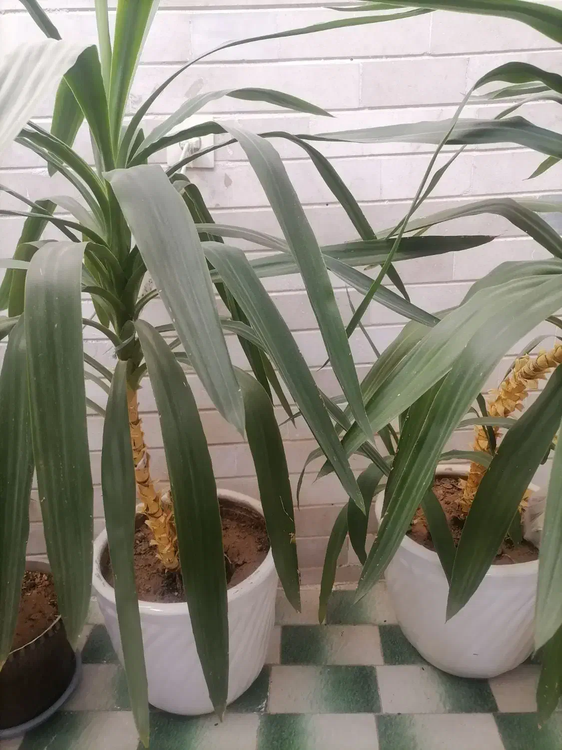 دو عدد گل زیبا به همراه گلدان سرامیکی|گل و گیاه طبیعی|اسفراین, |دیوار